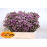 Chamelaucium Wax flower Purple Pride 60cm