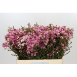 Chamelaucium Sidrunmürt Sarahs Delight 50cm