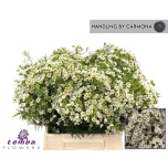 Chamelaucium Wax Flower Un Ofir 40cm