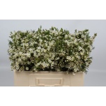 Chamelaucium Sidrunmürt Un Ofir 50cm