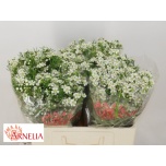 Chamelaucium Sidrunmürt Un Ofir 55cm