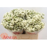 Chamelaucium Sidrunmürt Un Ofir 60cm