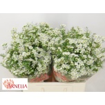 Chamelaucium Sidrunmürt Un Ofir 60cm