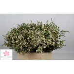 Chamelaucium Sidrunmürt Un Ofir 60cm