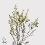 Chamelaucium Sidrunmürt Un Ofir 80cm