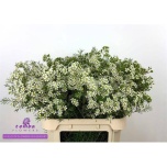 Chamelaucium Wax Flower Un Ofir 80cm