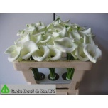Zantedeschia Kalla 50cm aethiopica white