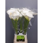 Zantedeschia Kalla Avalanche 80cm