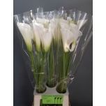 Zantedeschia Kalla Avalanche 80cm
