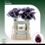 Zantedeschia Kalla Cantor 55cm