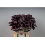 Zantedeschia Kalla Cantor 60cm