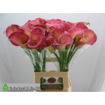 Zantedeschia Kalla Candy Dream 70cm
