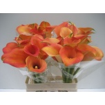 Zantedeschia Kalla Captain Brunello 60cm