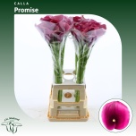 Zantedeschia Kalla 70cm Capt Promise