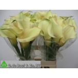 Zantedeschia Kalla Captain Rosette 70cm