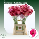 Zantedeschia Kalla Captain Romance 70cm