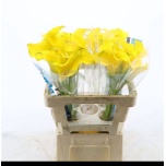 Zantedeschia Kalla Captain Solo 50-55cm