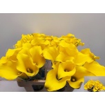 Zantedeschia Kalla Captain Solo 50cm