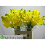 Zantedeschia Kalla Captain Solo 60cm