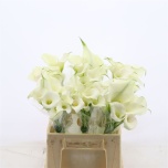 Zantedeschia Kalla Capt Ventura 40cm