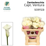 Zantedeschia Kalla Capt Ventura 50cm