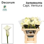 Zantedeschia Kalla Capt Ventura 55cm