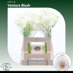 Zantedeschia Kalla Capt Ventura 55cm