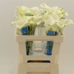 Zantedeschia Kalla Capt Ventura 55cm