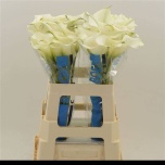 Zantedeschia Kalla Capt Ventura 60cm