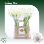 Zantedeschia Kalla Capt Ventura 65cm