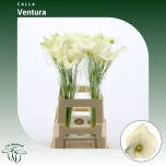 Zantedeschia Kalla Captain Ventura 80cm