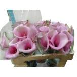 Zantedeschia Kalla 50cm Capt Violetta