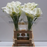 Zantedeschia Kalla Crystal Blush 70cm