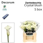 Zantedeschia Kalla Crystal Blush 40cm