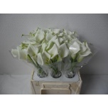 Zantedeschia Kalla Crystal Blush 40cm