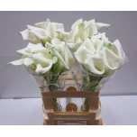 Zantedeschia Kalla Crystal Blush 60cm