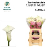 Zantedeschia Kalla Crystal Blush 60cm