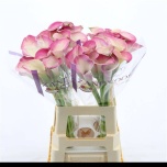 Zantedeschia Kalla Denver 60-65cm