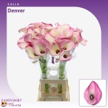 Zantedeschia Kalla 80cm Denver