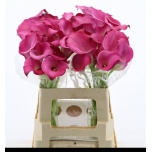 Zantedeschia Kalla Fantasia 60cm