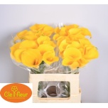 Zantedeschia Kalla Florex Gold 50-55cm