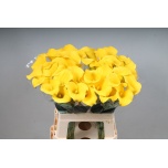 Zantedeschia Kalla Goldcup 60cm