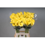 Zantedeschia Kalla Goldcup 70cm