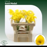 Zantedeschia Kalla Gold Medal 50-55cm