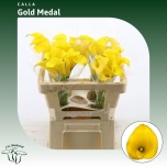 Zantedeschia Kalla Gold Medal 50-55cm