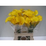 Zantedeschia Kalla Gold Medal 60cm