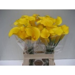Zantedeschia Kalla Gold Medal 60cm
