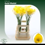 Zantedeschia Kalla Gold Medal 70cm