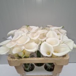 Zantedeschia Kalla Ivory Art 50cm