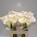 Zantedeschia Kalla Ivory Art 60cm
